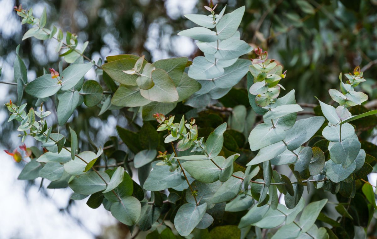 Eucalyptus