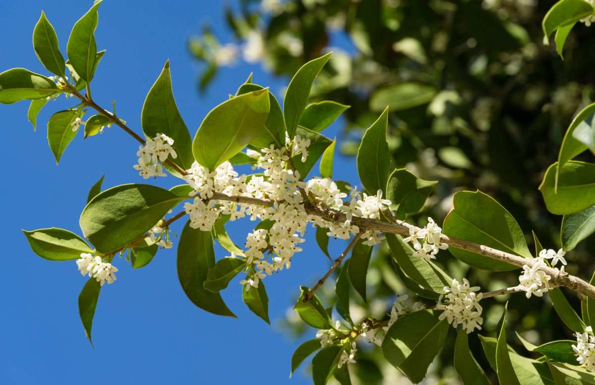 Fragrant Tea Olive Tree