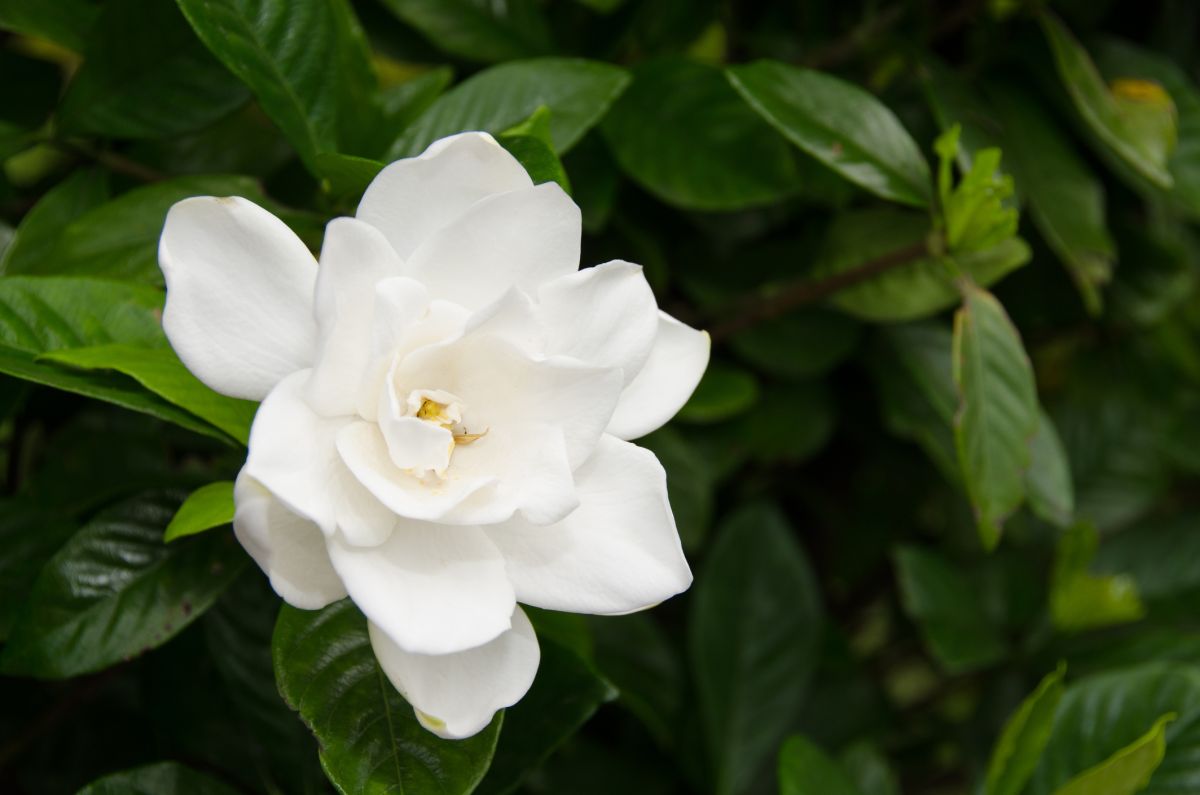 Gardenia