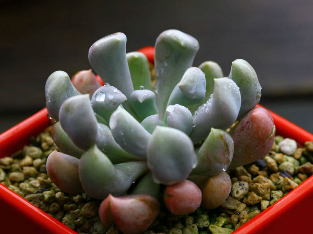 Graptoveria Topsy Debbie