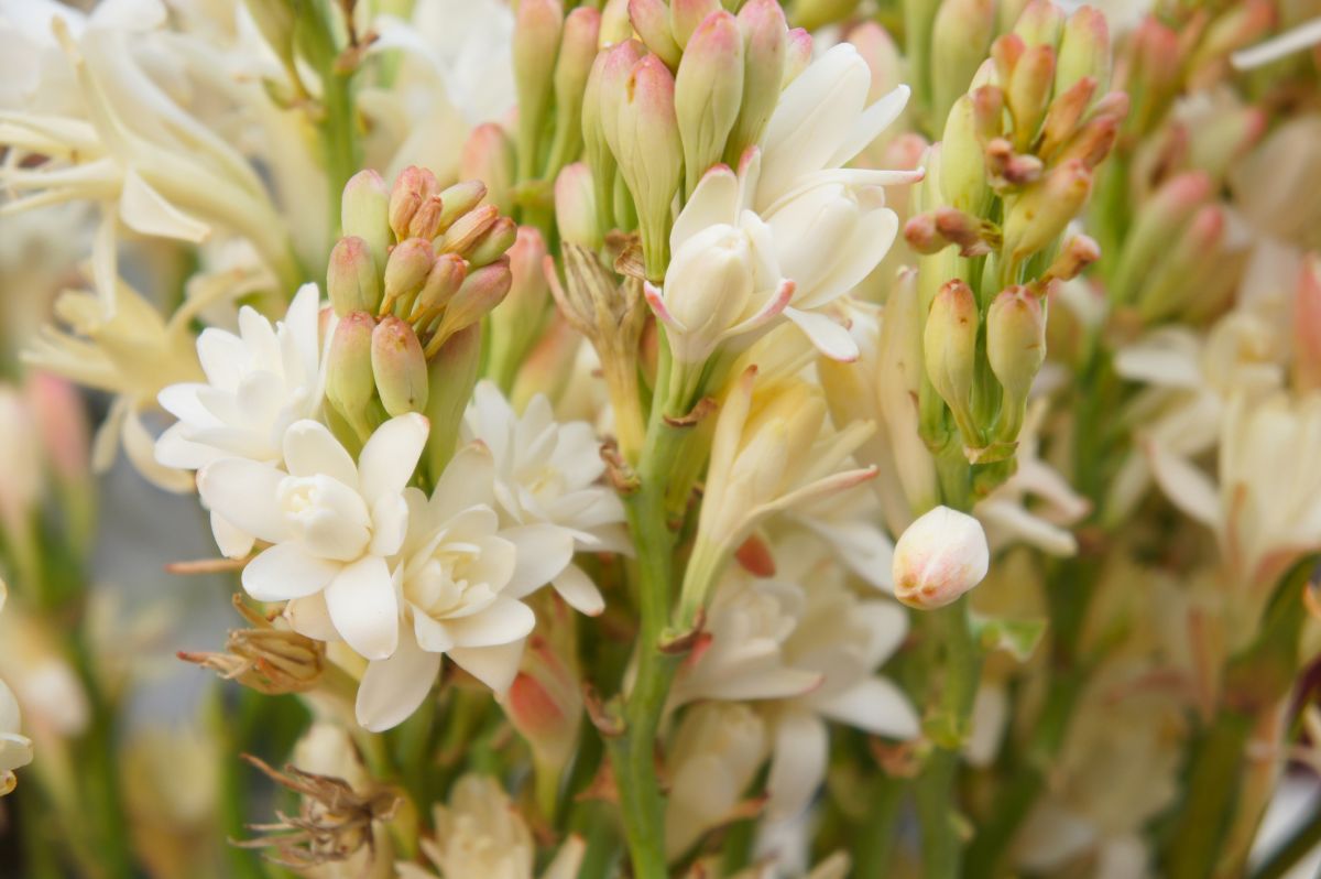 Growing Tuberose