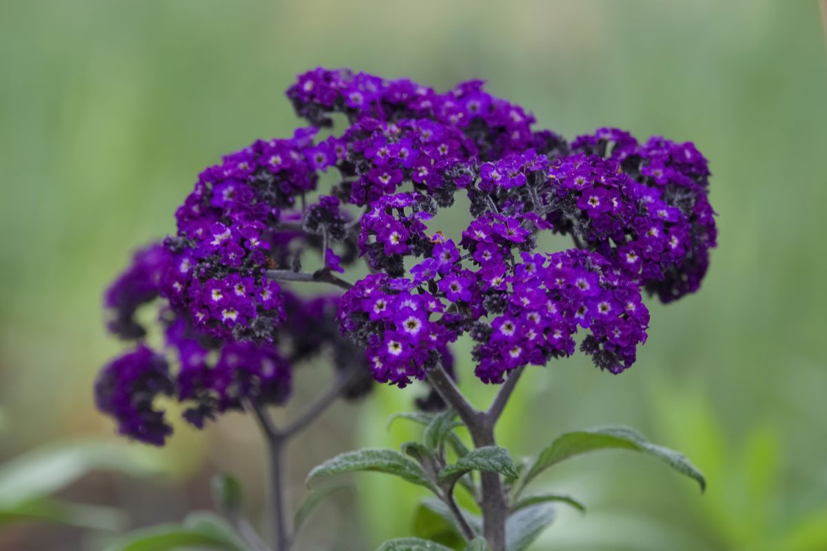 Heliotrope