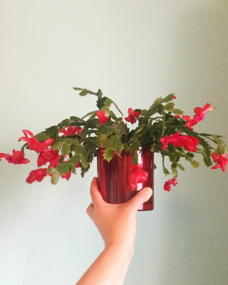 A Brief Christmas Cactus Watering Guide