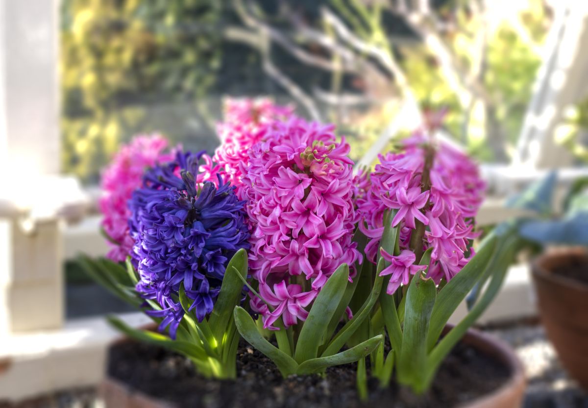 Hyacinth