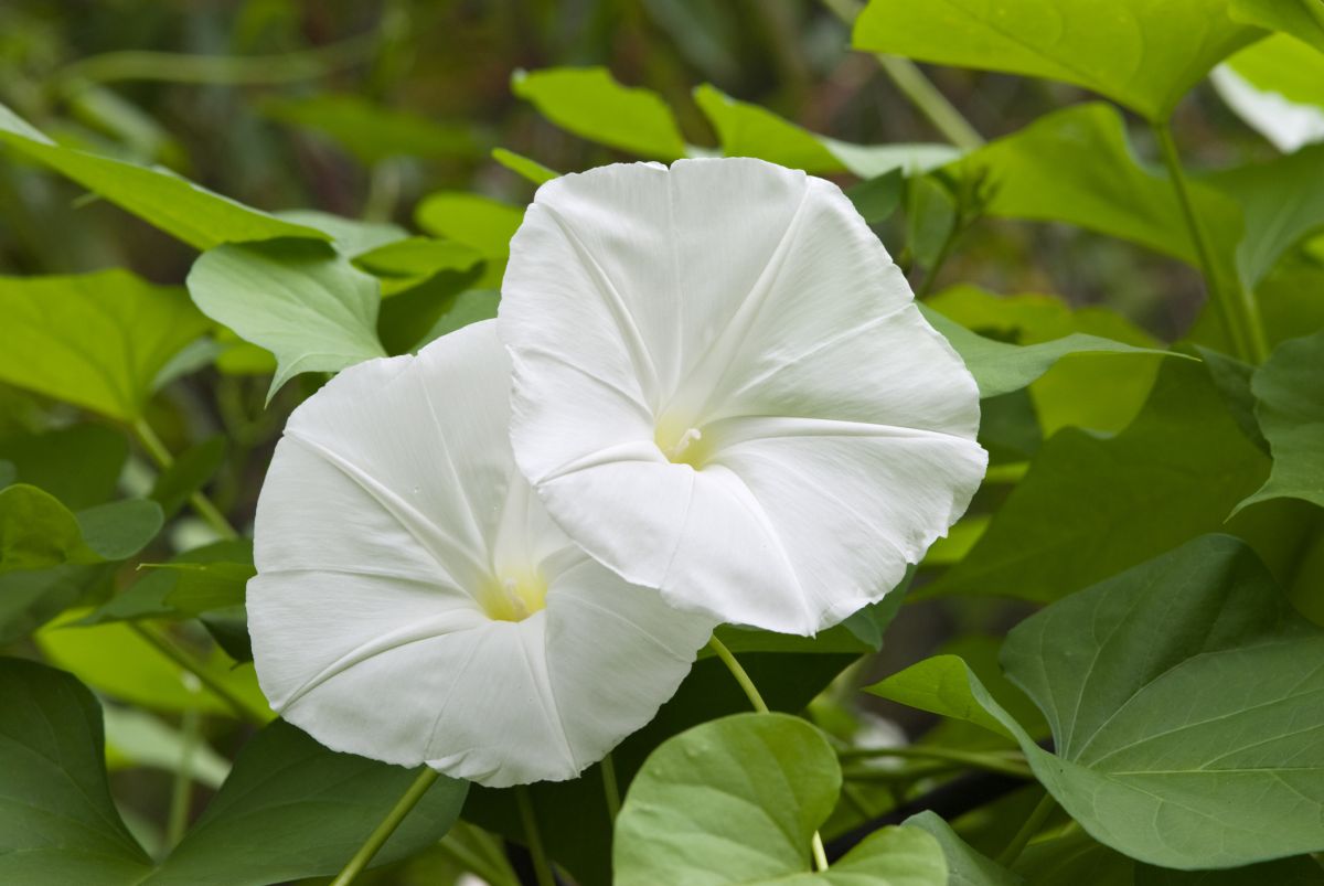 Ipomoea-alba