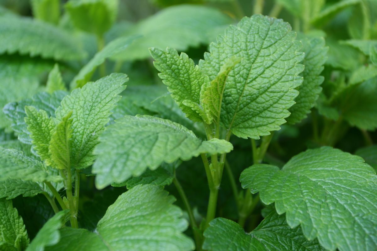 Lemon Balm