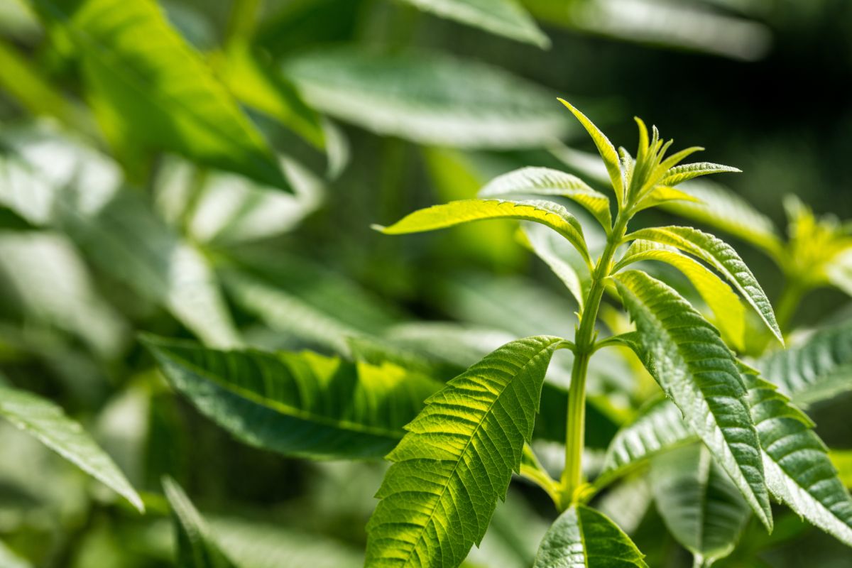 Lemon Verbena