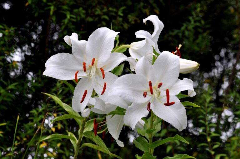 Lilium Casa Blanca : Caring for the Casablanca Lily Flower