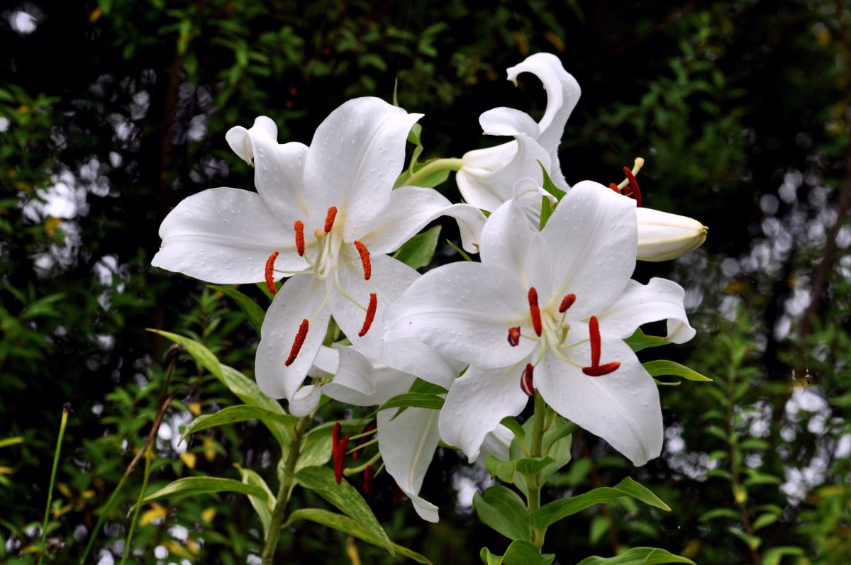 Lilium Casa Blanca Caring for the Casablanca Lily Flower