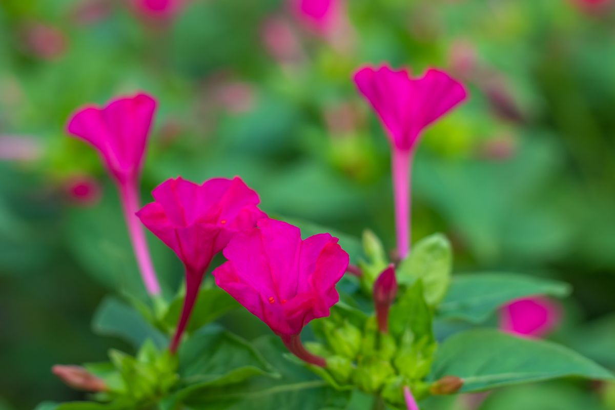 Mirabilis Jalapa