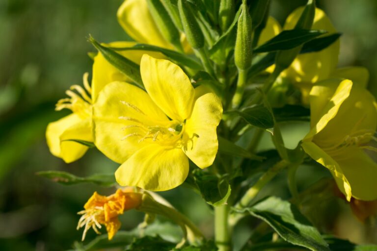 10 Flowers That Bloom At Night