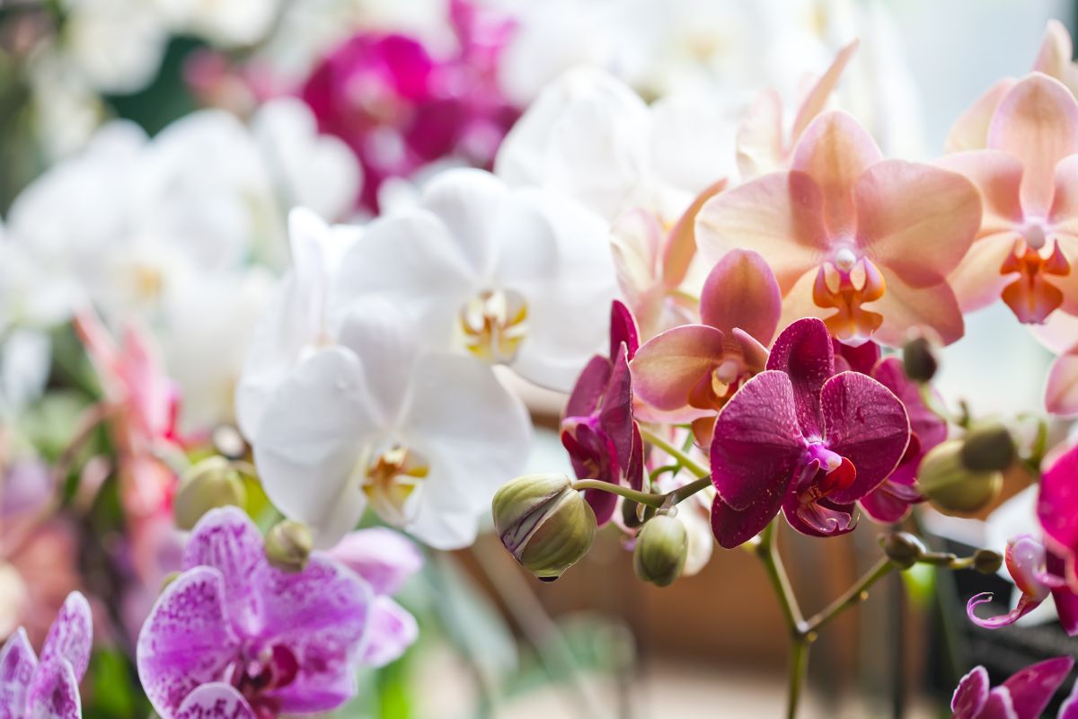 Orchids