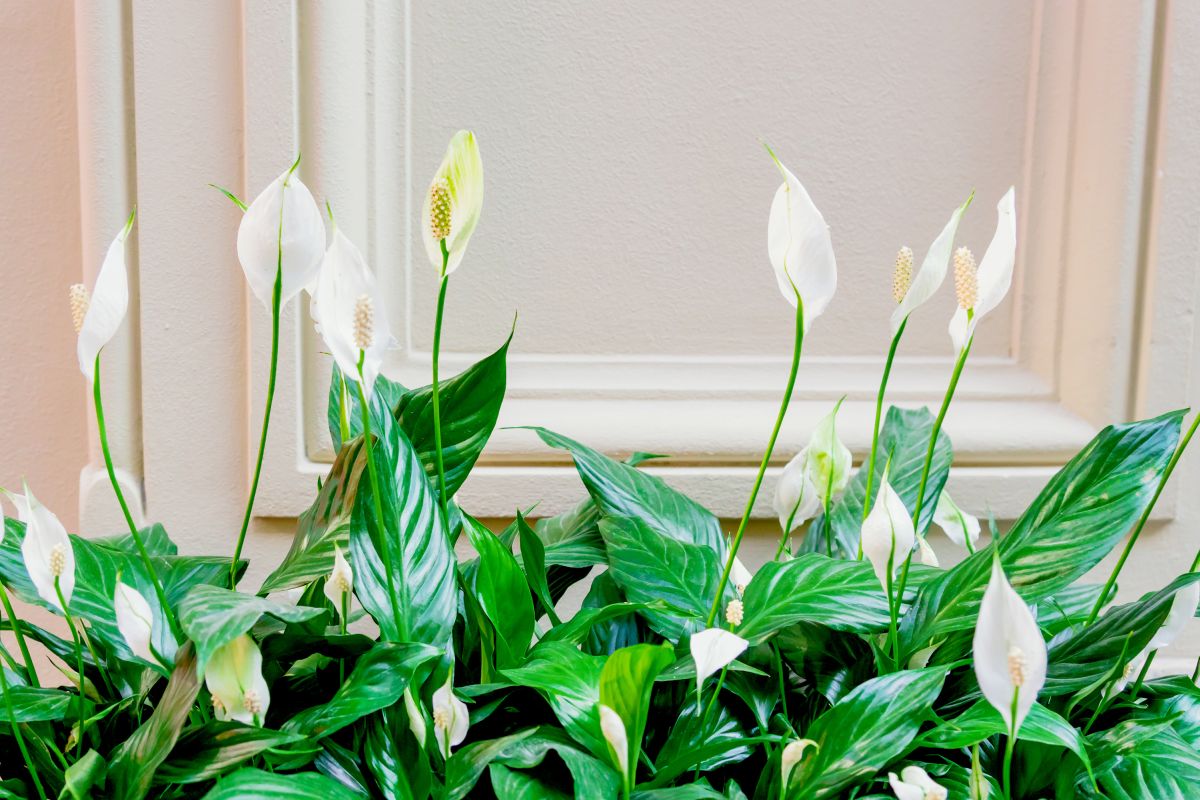 Peace Lily