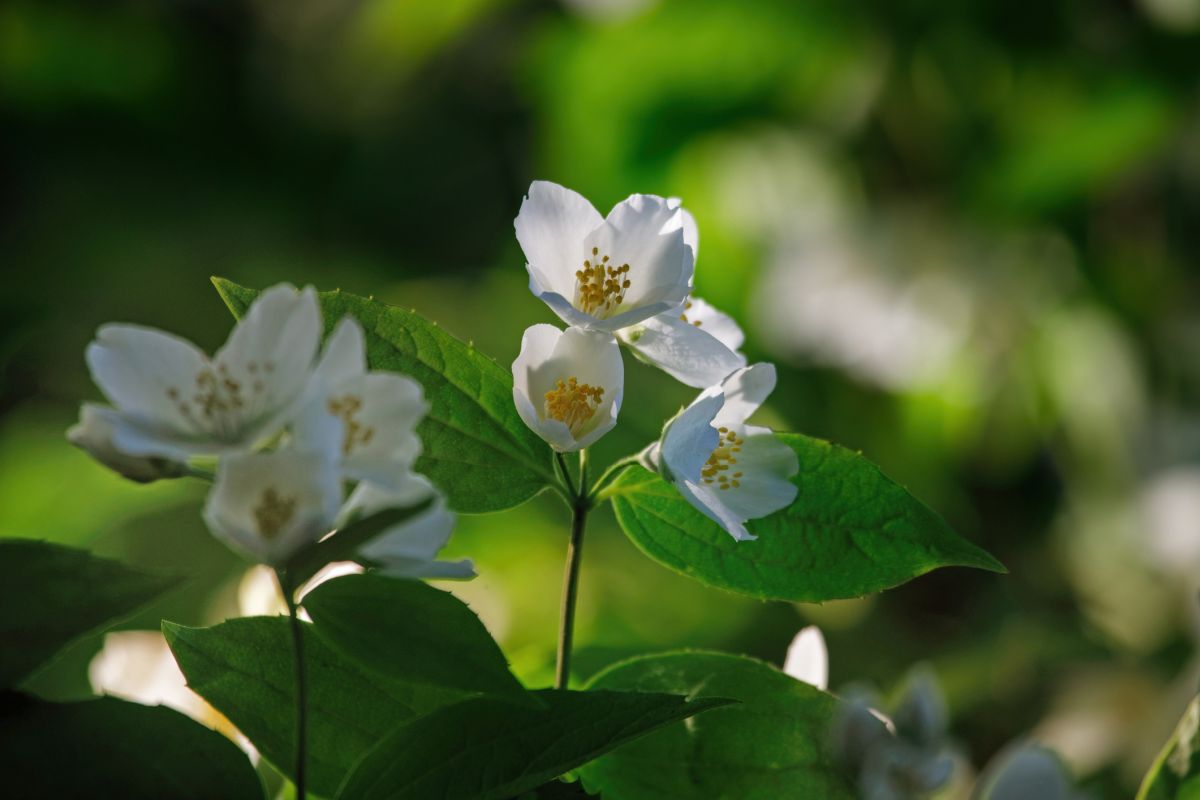 Philadelphus coronarius