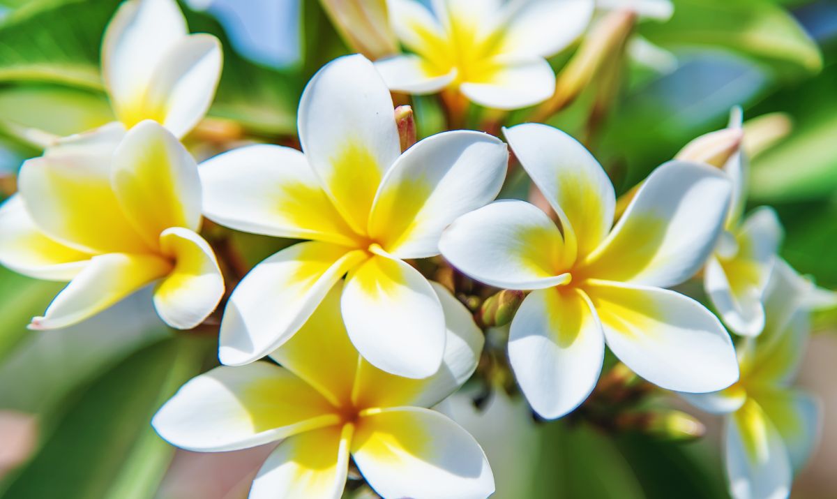 Plumeria