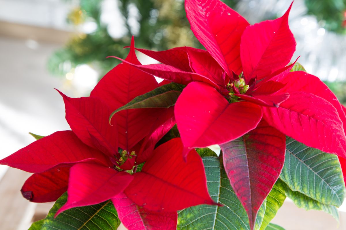 Poinsettia