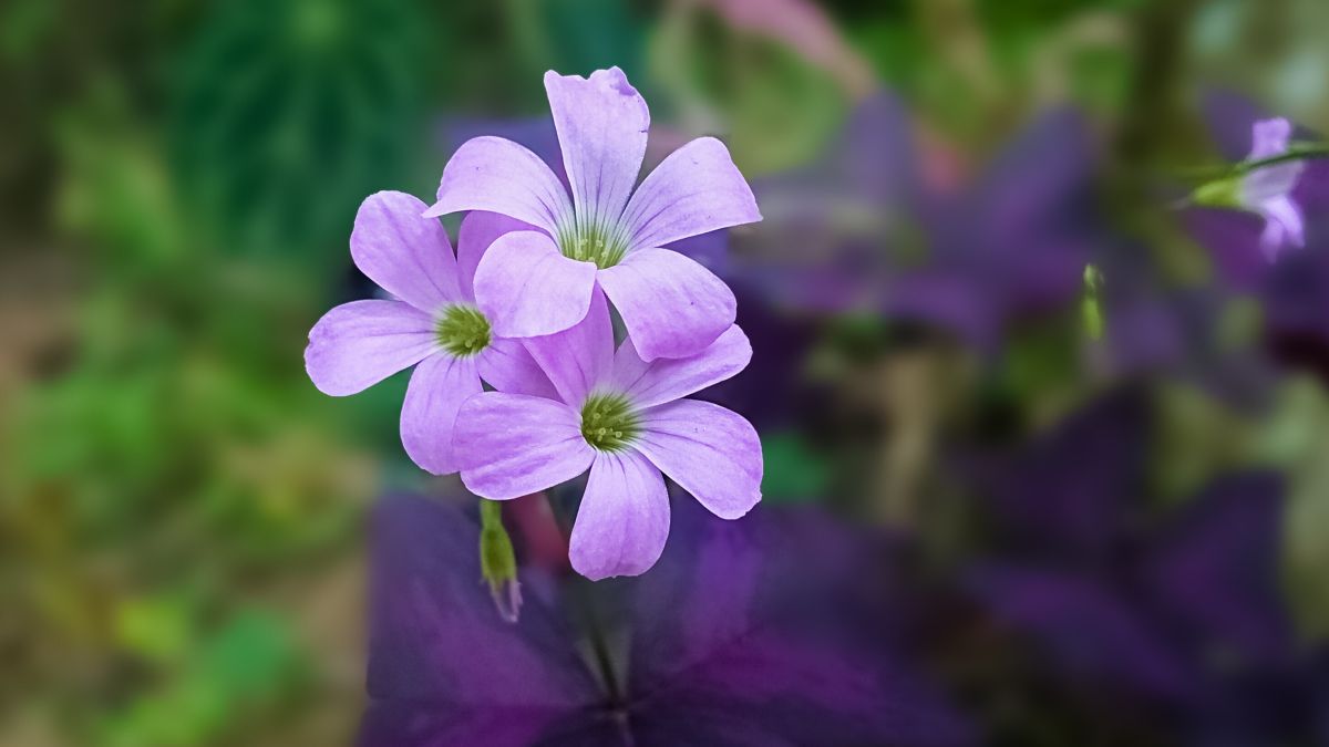 Purple Shamrock 