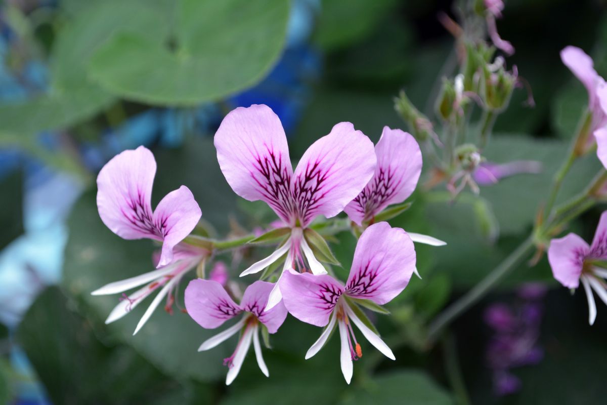 Scented Geranium