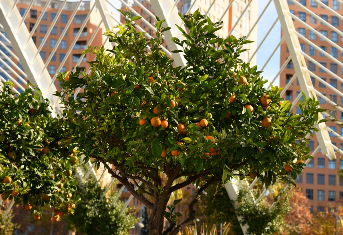 Small Citrus Trees