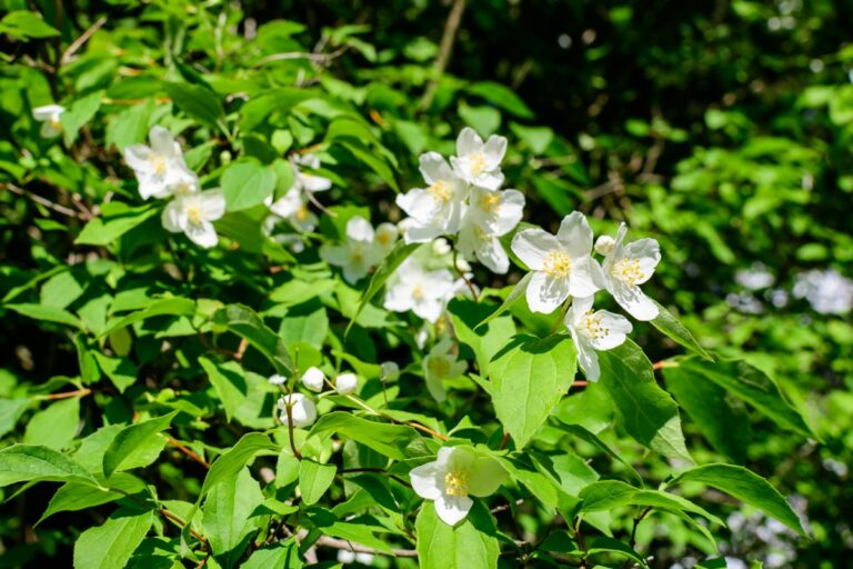 Caring for the Mock Orange Tree The Philadelphus Coronarius