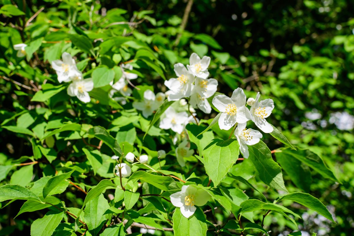 Soil Requirements for Mock Orange Philadelphus