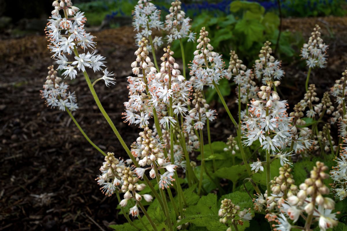 Soil Requirements for the Foamflower Plant 