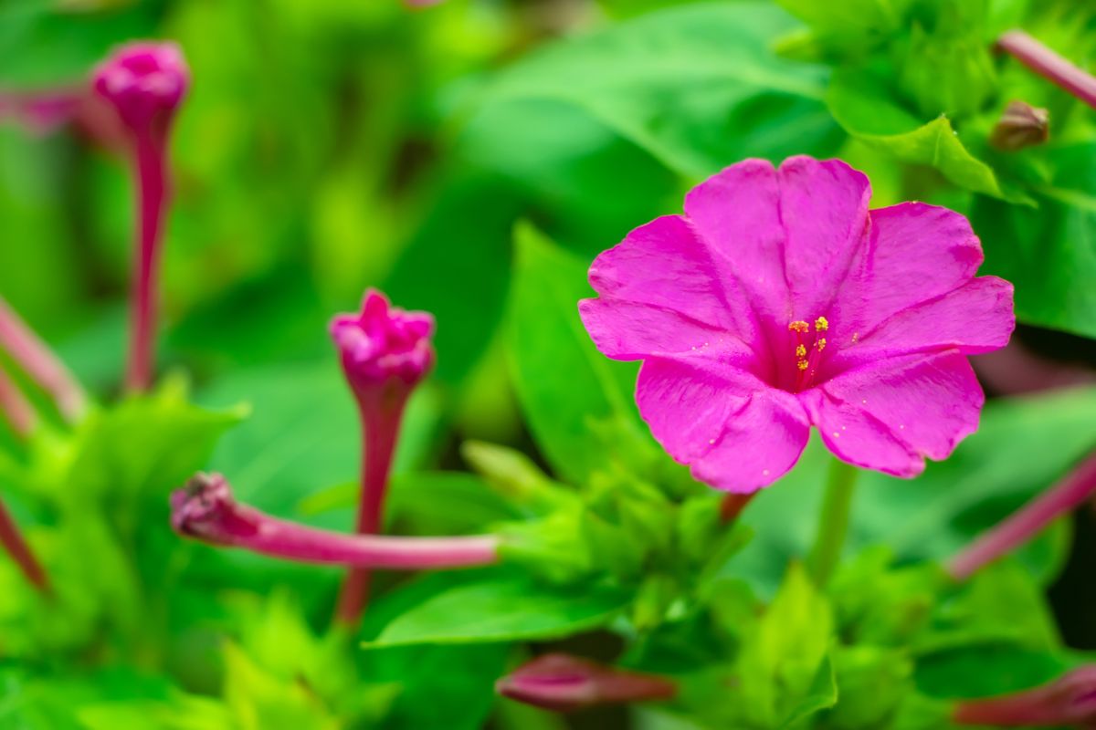 Soil Requirements for the Mirabilis Jalapa 