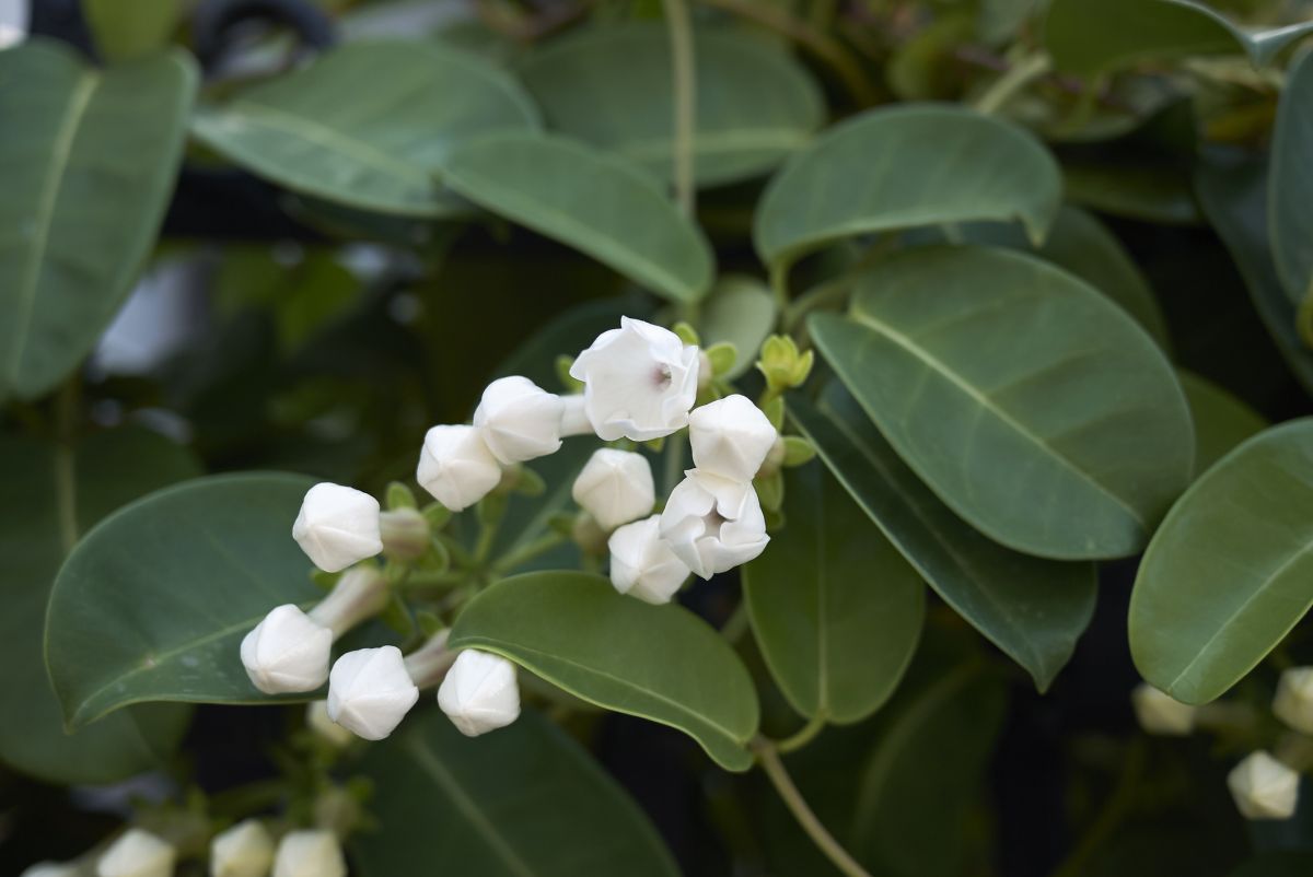 Stephanotis