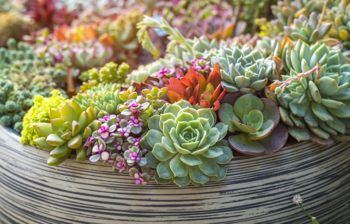 Succulent Light Needs - Understanding Light Requirements For Succulents