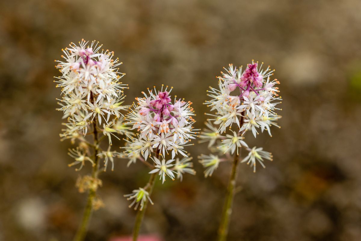 Tiarella Cordifolia