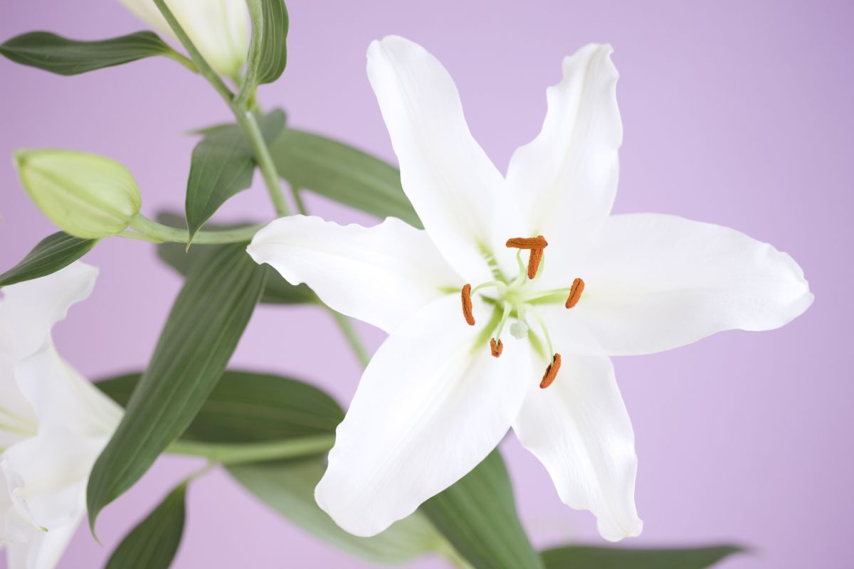 Water Requirements For The White Oriental Lily