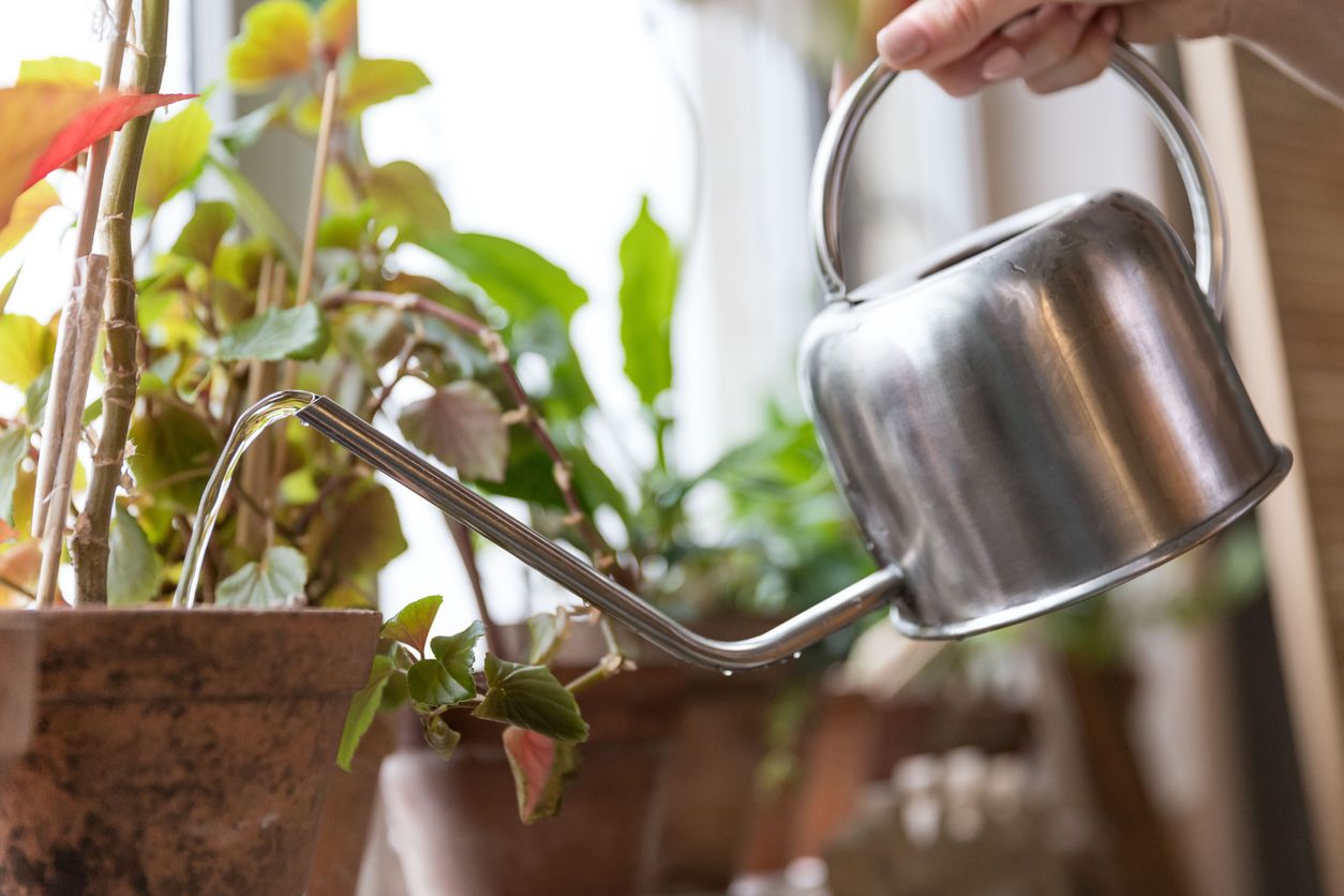 Watering Potted Plants During Vacation