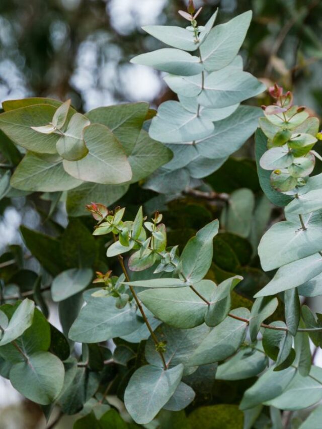 cropped-Eucalyptus.jpg