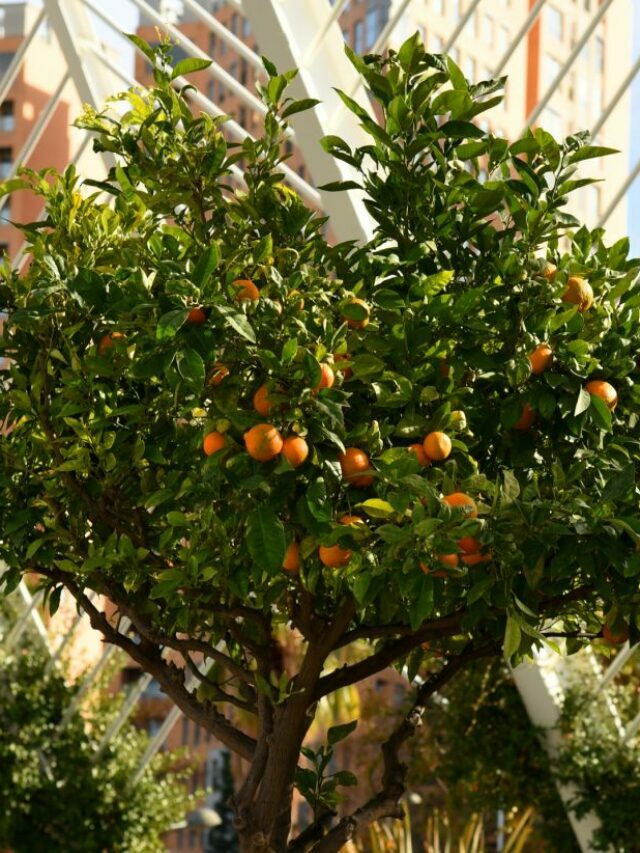 cropped-Small-Citrus-Trees.jpg