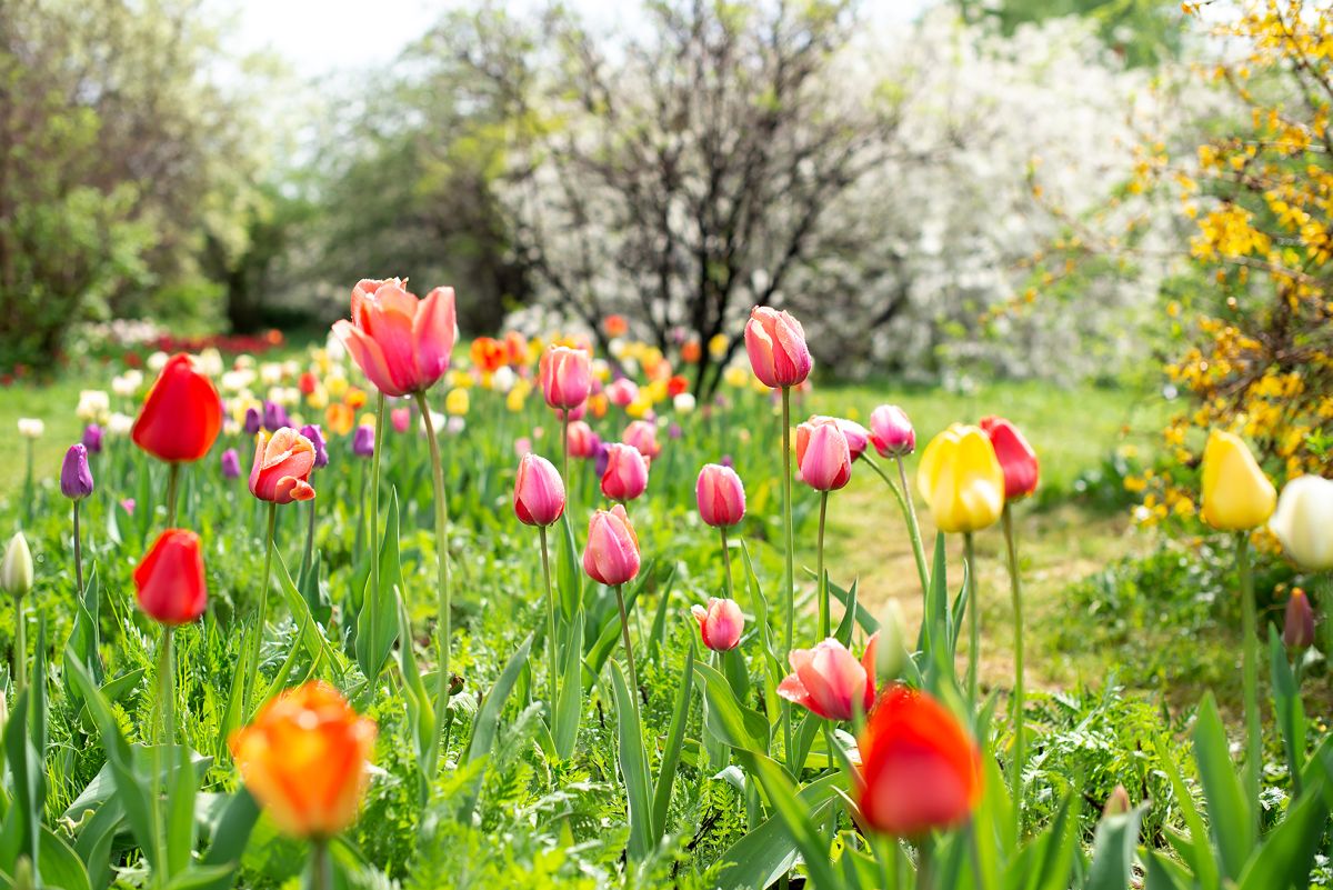 Companion Plants for Tulips