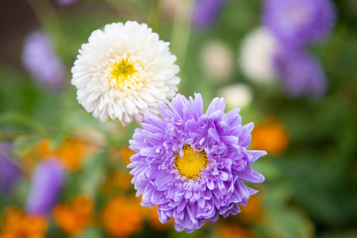 How to Plant Asters