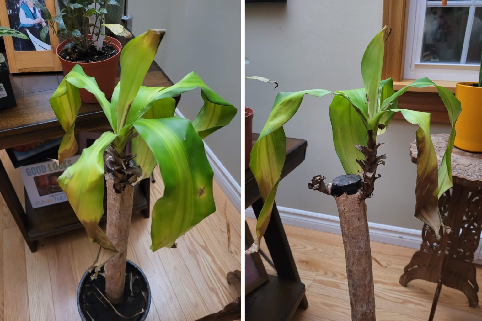 Large Indoor Yucca Plant Problems Pictures