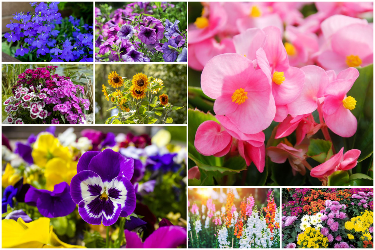 10 Common Annual Flowers to Grow in Your Garden