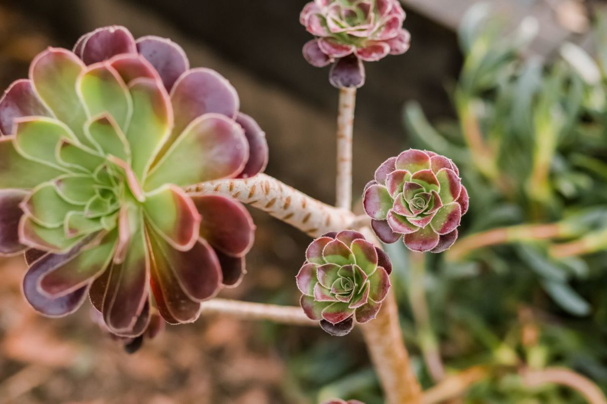 Aeonium