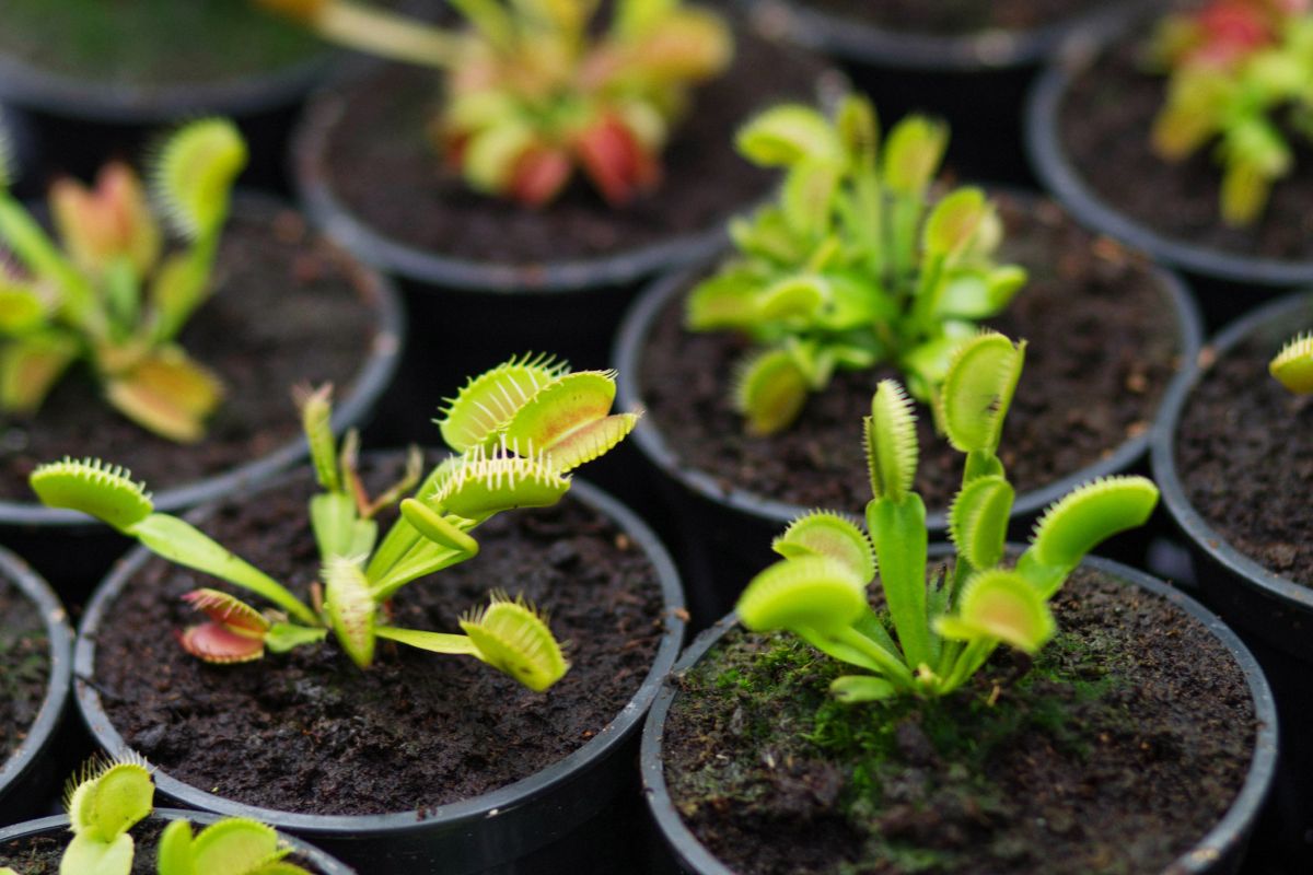 Carnivirous plants 