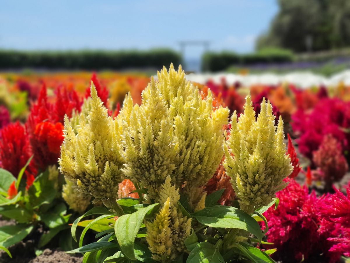 Celosia