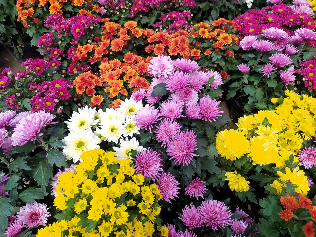 Chrysanthemums