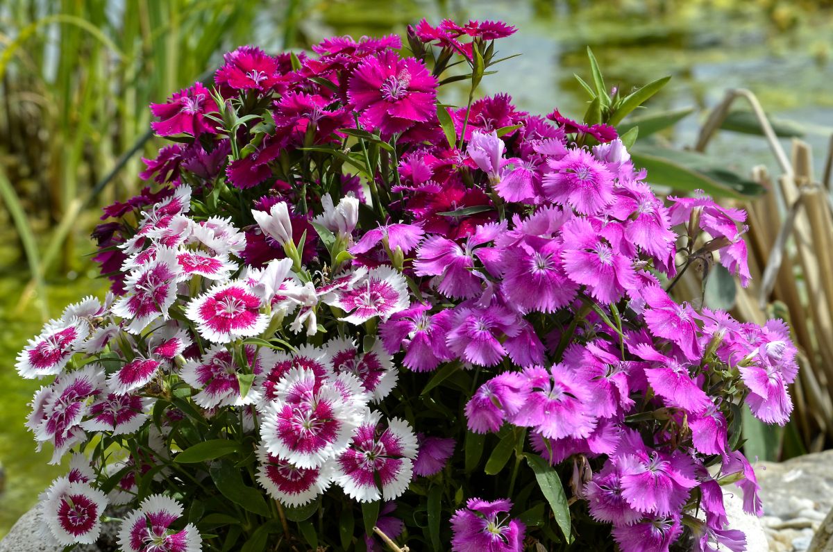 Dianthus