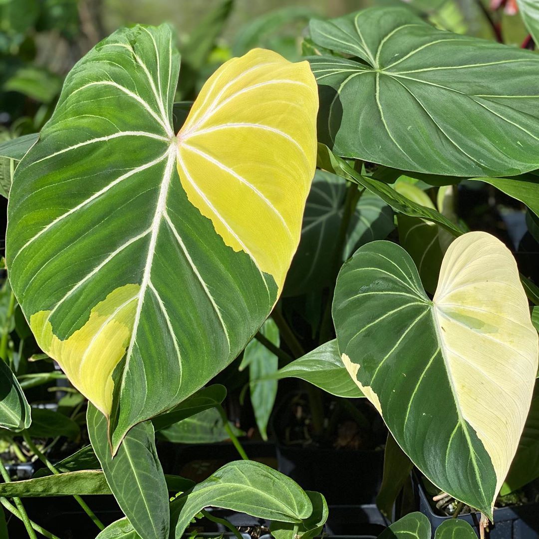 Different Philodendron Gloriosum Varieties