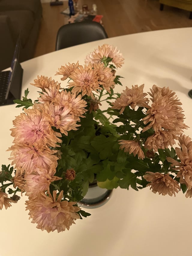 Dying Mums: Watering Issues