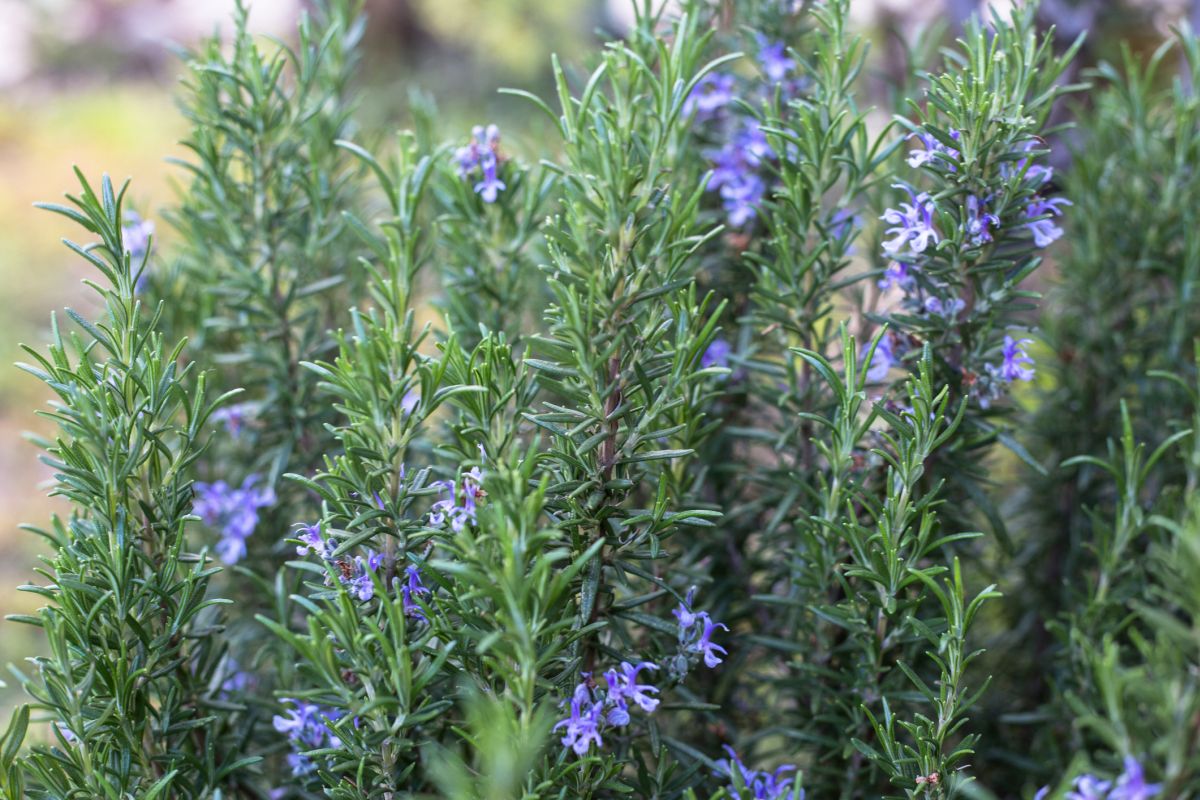 Dying Rosemary Causes and Cures