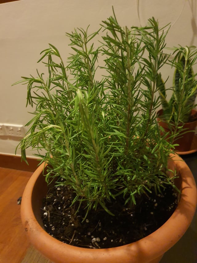Dying Rosemary: Incorrect Soil 