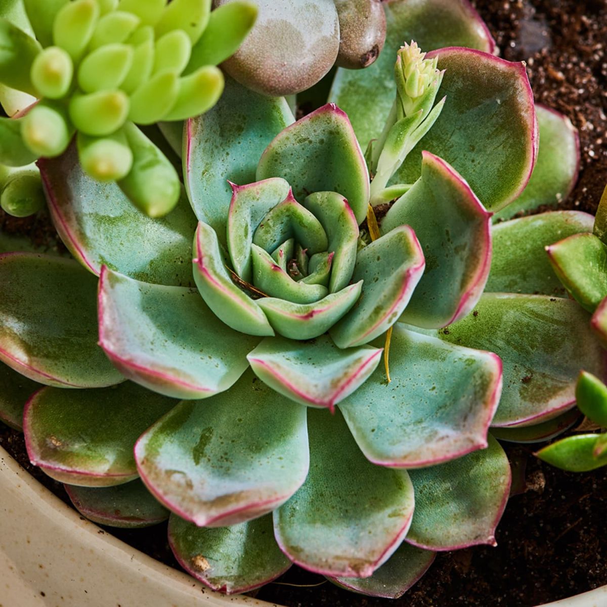 Echeveria (Hens and chicks or Mexican Rosette)