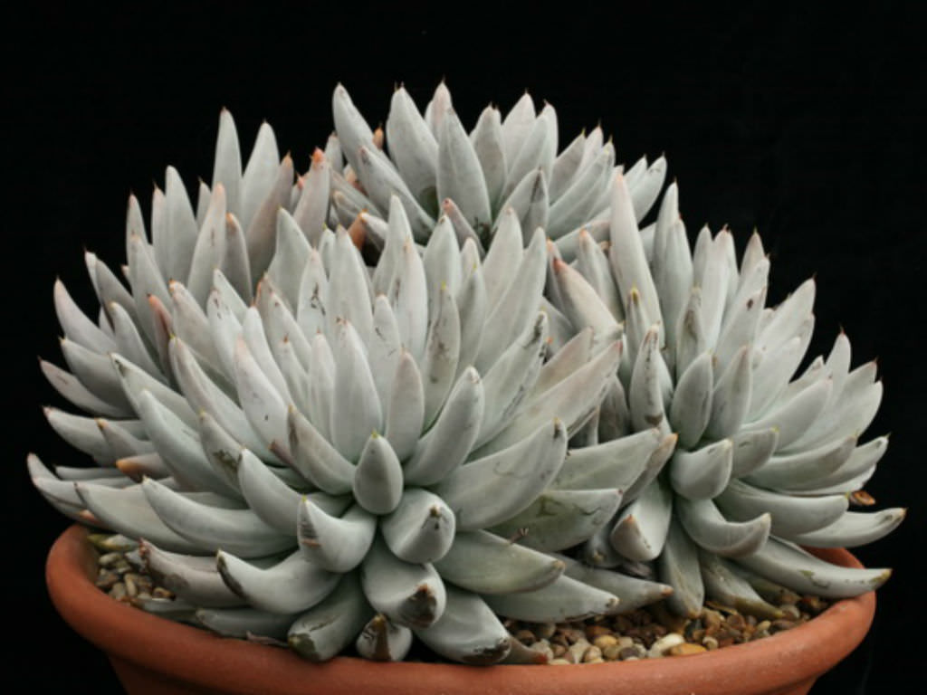 Echeveria haagai tolimanensis