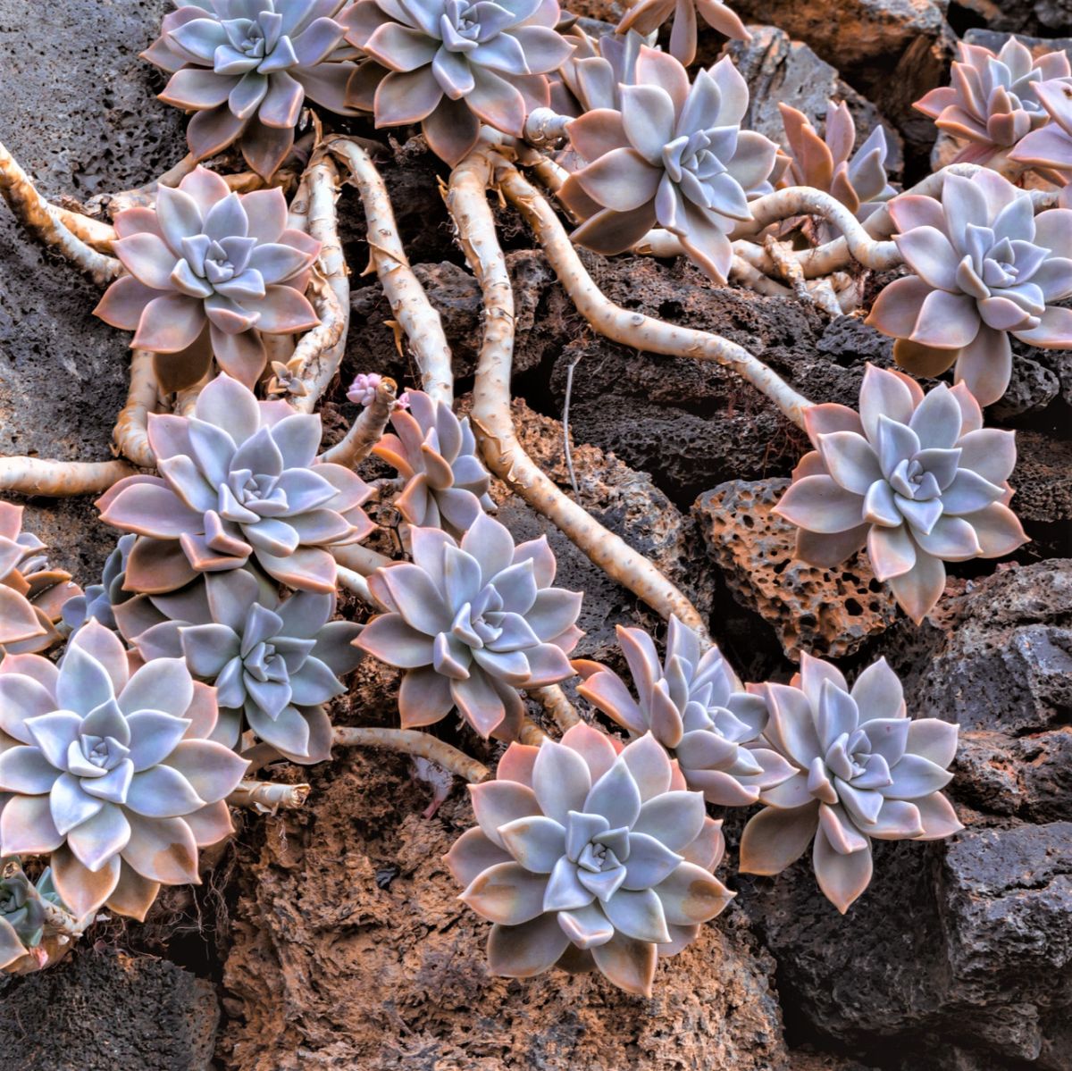 Graptopetalum (Ghost plant)